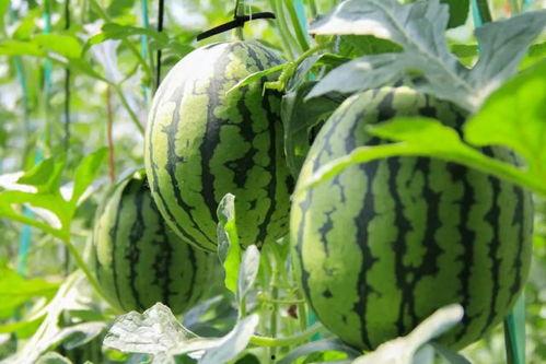 网红吃瓜群众免费吃瓜视频,揭秘热门视频幕后故事 第2张 网红吃瓜群众免费吃瓜视频,揭秘热门视频幕后故事 第2张